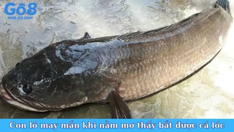 Con lô may mắn khi nằm mơ thấy bắt được cá lóc