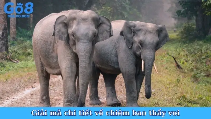 Giải mã chi tiết về chiêm bao thấy voi