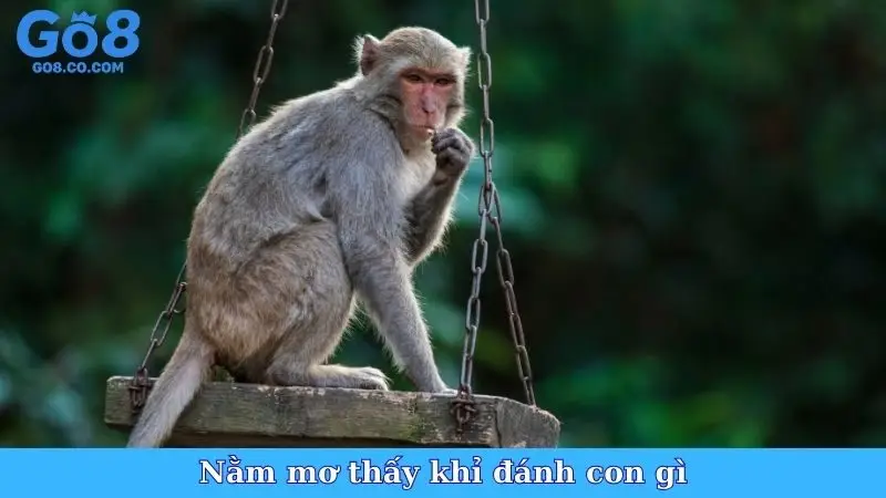 Nằm mơ thấy khỉ đánh con gì